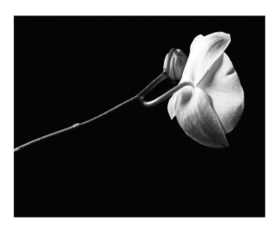 flowers pictures black and white. flowers pictures lack and