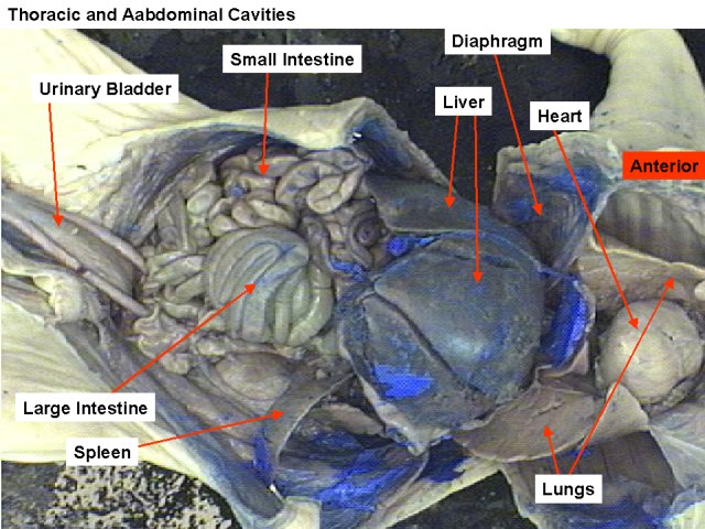 diagram of the circulatory system of a frog. and circulatory system