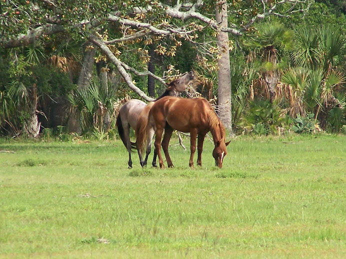 Wild Horse