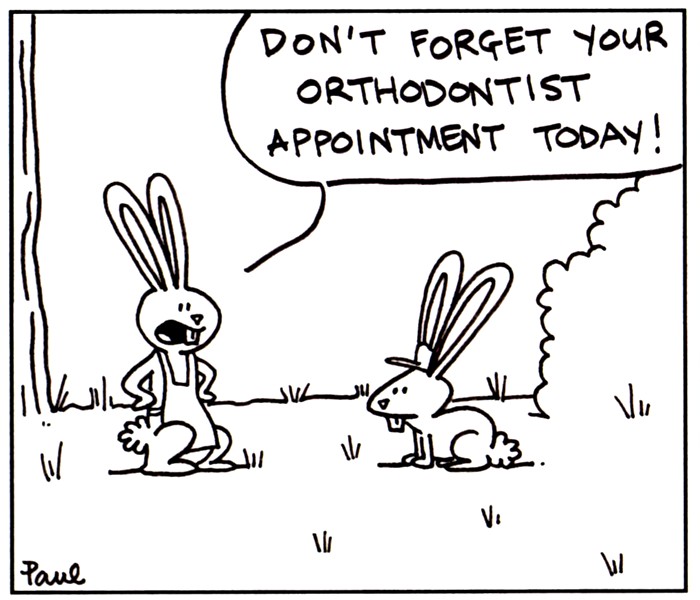 [Rabbit+Ortho]