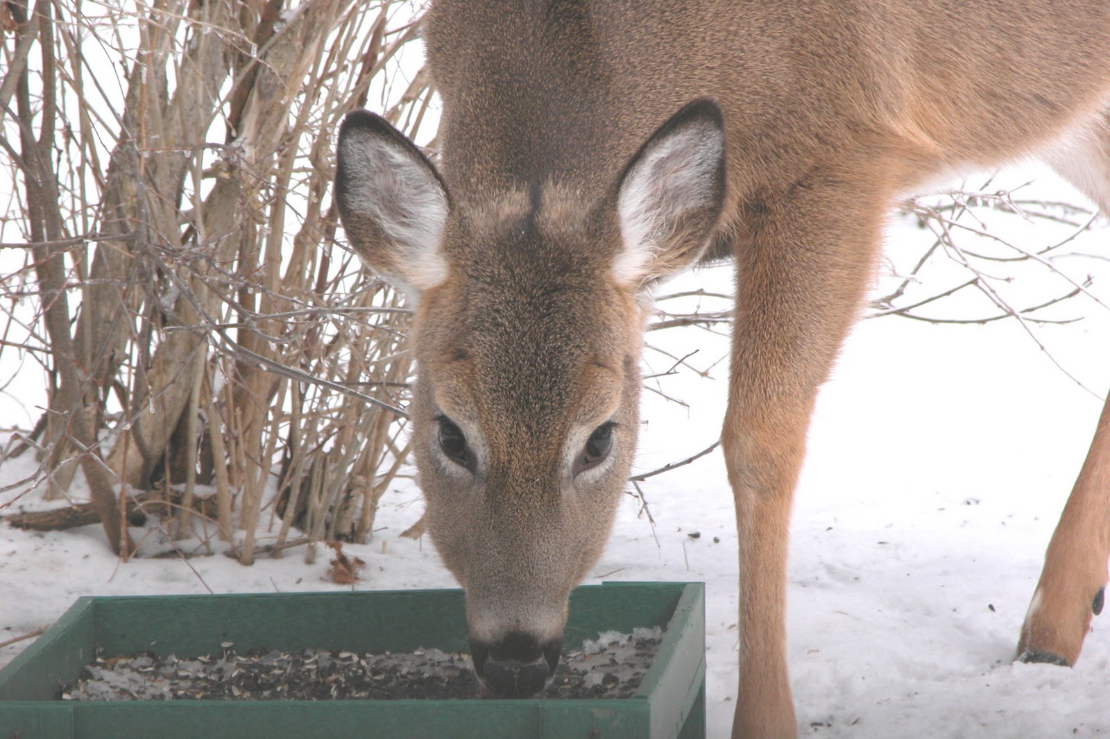 Whitetailed deer abundance Ecological Wildlife Solutions™