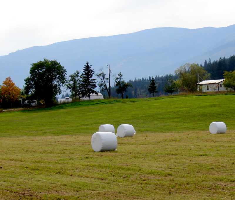 Country Mouse Studio Marshmallow Farming