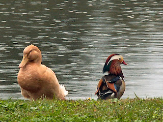 Mandarin and Malloid