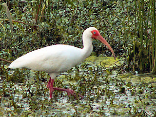 White Ibis, Eudocimus albus