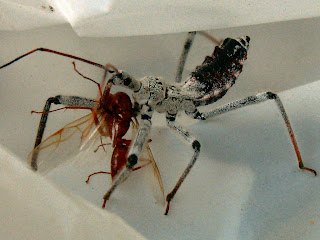 Arilus cristata