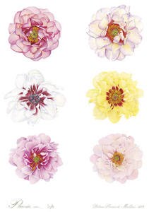 [BotanicAsia-Peony-by-Dolores-Malloni-72DPI-RGB_large.jpg]