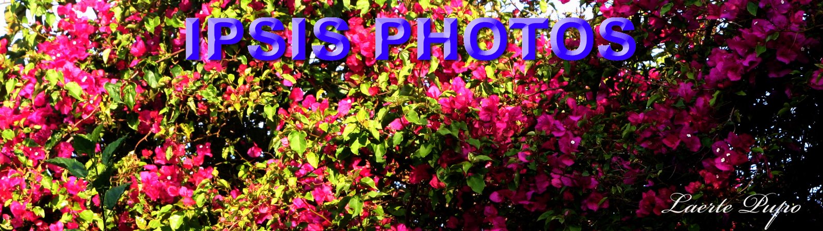 IPSIS PHOTOS