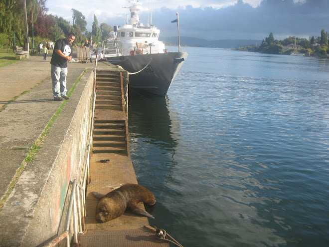 Lobo Marino  en la Costanera