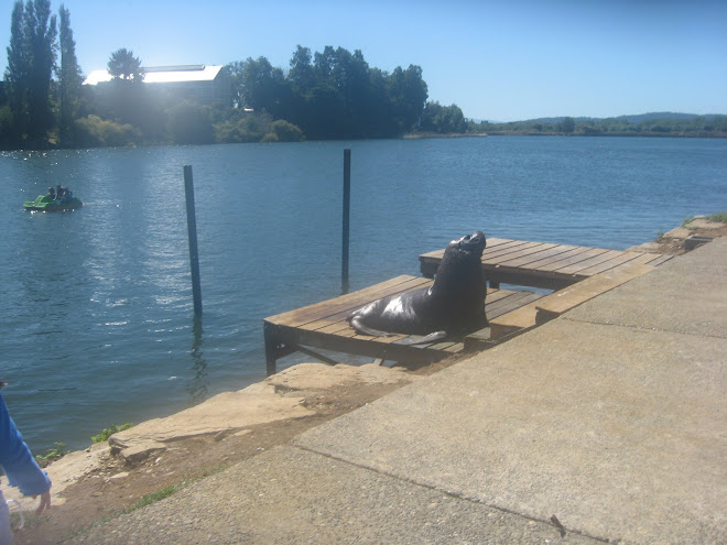 Lobo marino en la costanera en Valdivia