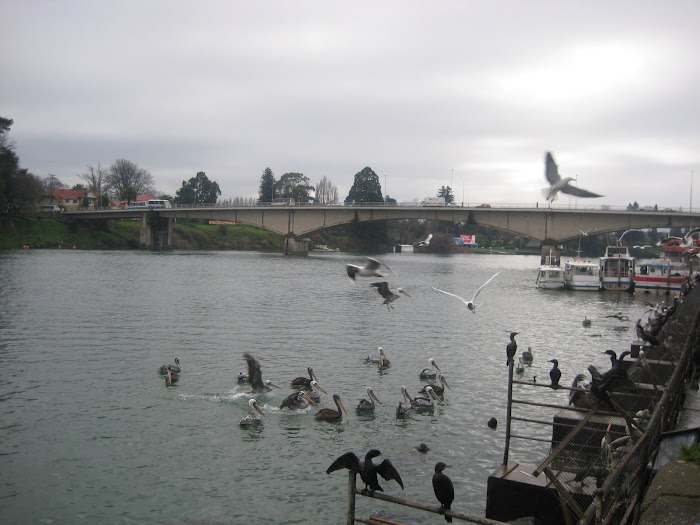 Pelícanos en el río Valdivia