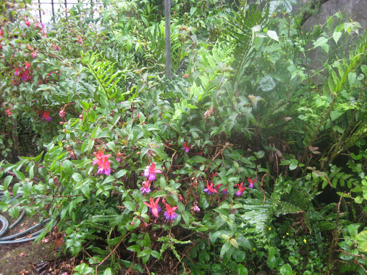 Chilcos  y helechos en un jardín