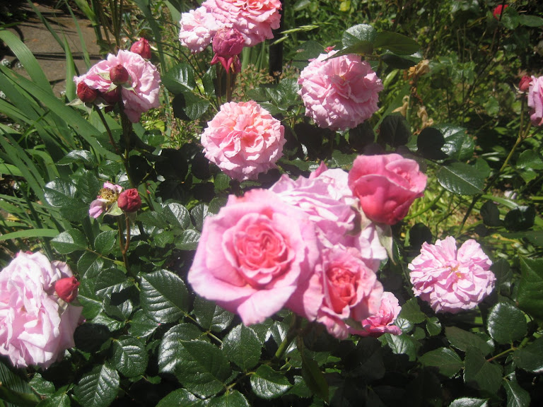 Rosas rosadas