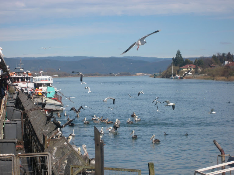 RÍO VALDIVIA