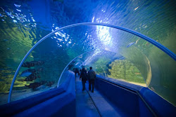 visit big aquarium in istanbul...the name of TURQUAZOO