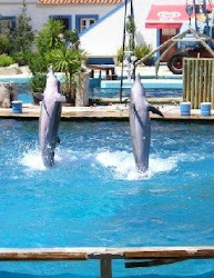 visit dolphinarium in eyub