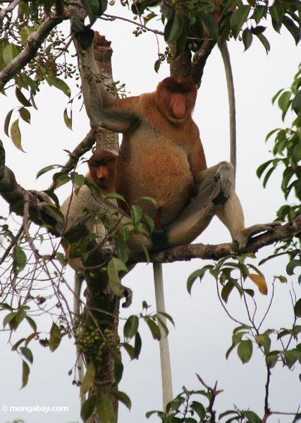 [Proboscus.JPG]