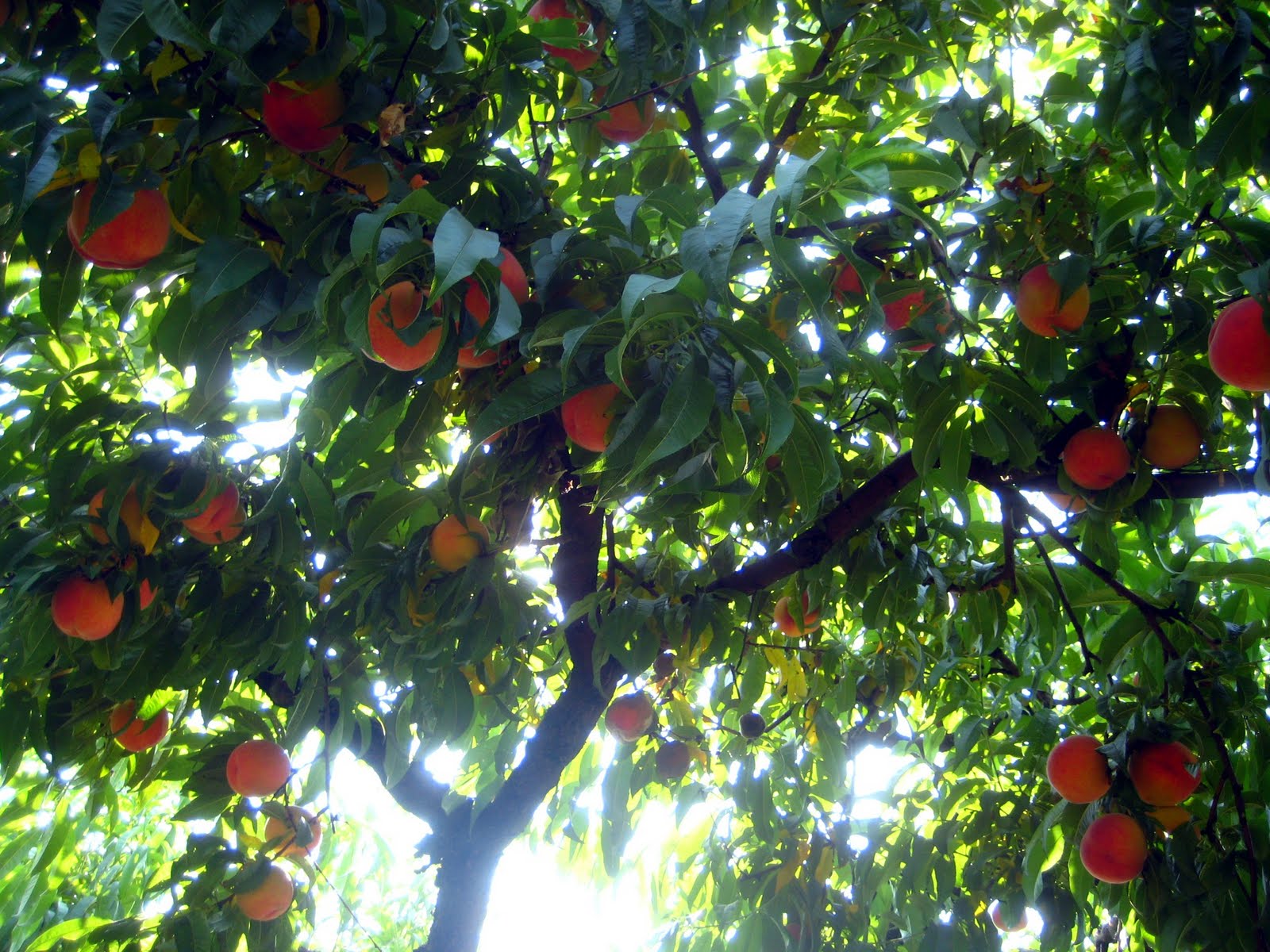 millions of peaches