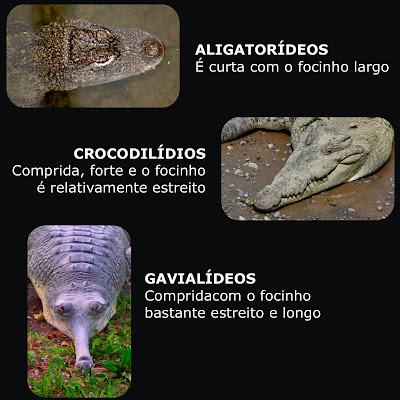 Featured image of post Crocodilo Vs Jacar Diferen a O comportamento destes animais tamb m apresenta diferen as uma vez que o crocodilo muito agressivo na natureza mas o jacar apresenta menos agressividade e menos propenso a atacar humanos