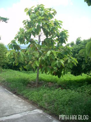 Ba Vì