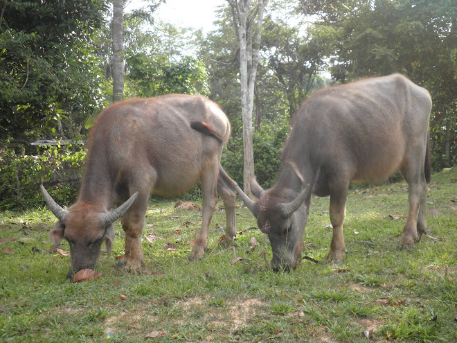 Anak Kerbau 2008