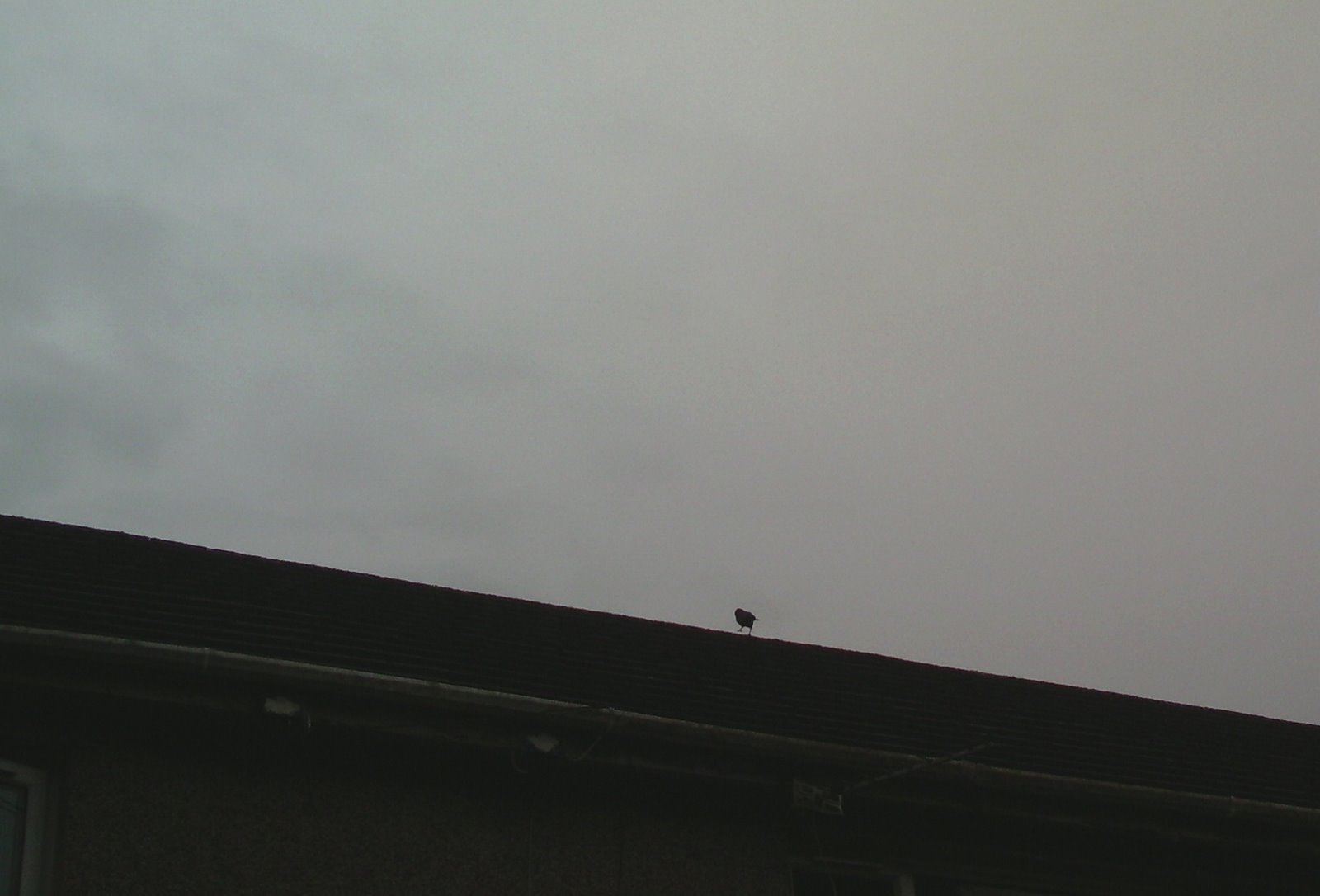 [Bird_On_Roof.JPG]