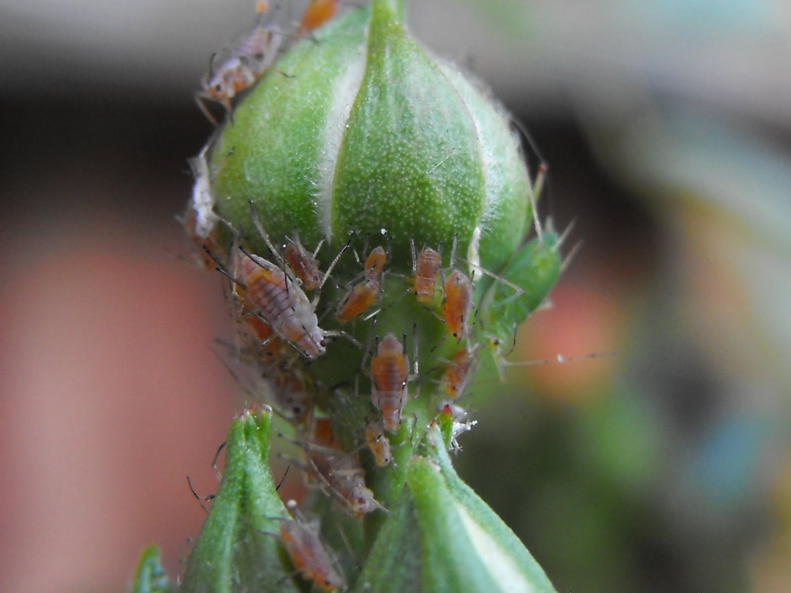 The perambulations of Barkfoot Roses are Red, Greenfly are Pink?...