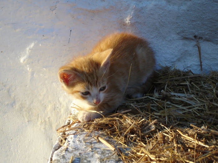 NUESTROS ANIMALES DOMÉSTICOS ( I )