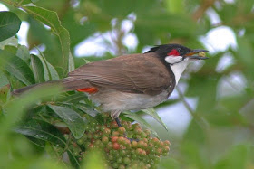 Nadzri Burung Merbah Jambul