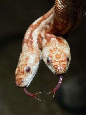 [double-head-snake-06.jpg]