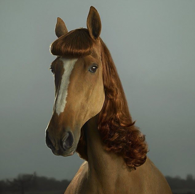 The Hair Extension Expert Horse Hair Extensions
