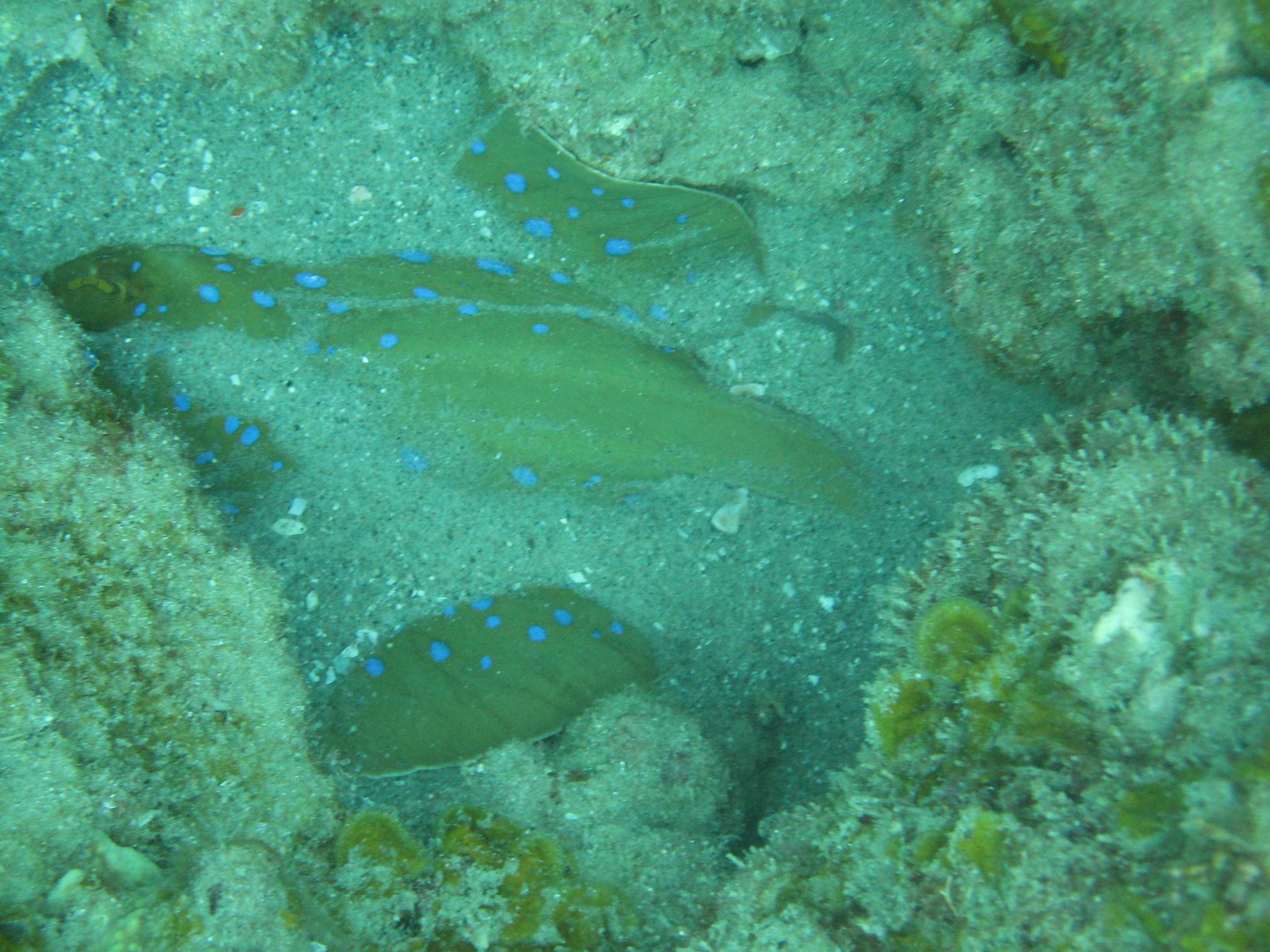 [Open+Water+Course+-+Christmas+2006+103.jpg]