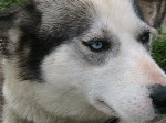 Sled Dog