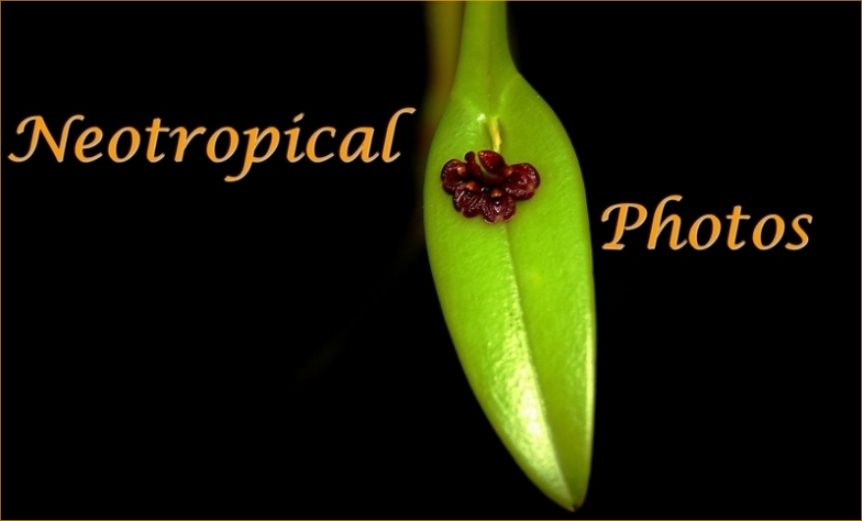 Neotropical Photos