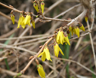 forsythia at Wabi Brook Studio
