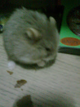 my hamster