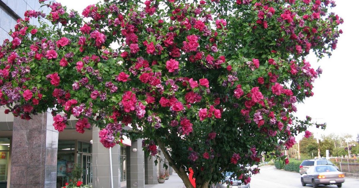 RAY'S BLOGGING AGAIN Those blooming trees in West Vancouver...