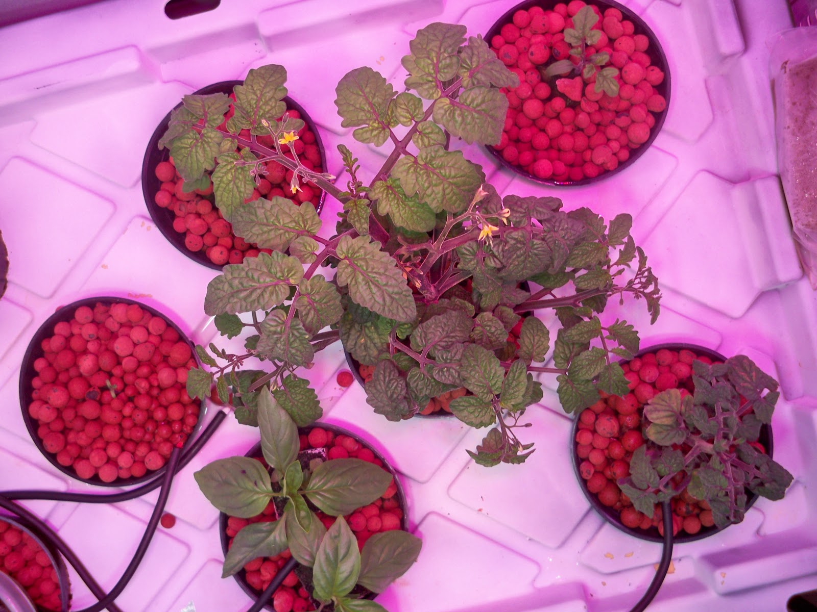 Apartment Hydroponics First Tomato, Ghost peppers seedlings started