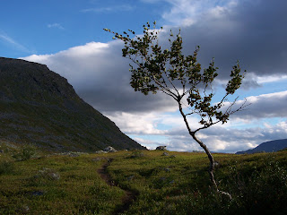 Lonely Tree on the Kungsleden