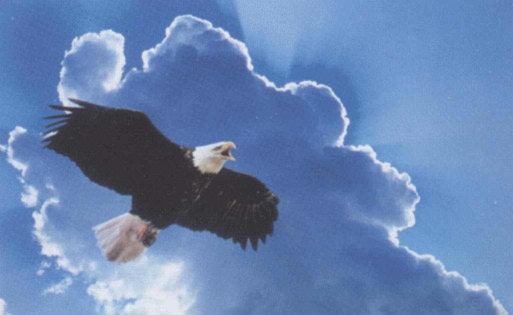 On Wings of Eagles Soaring like an Eagle