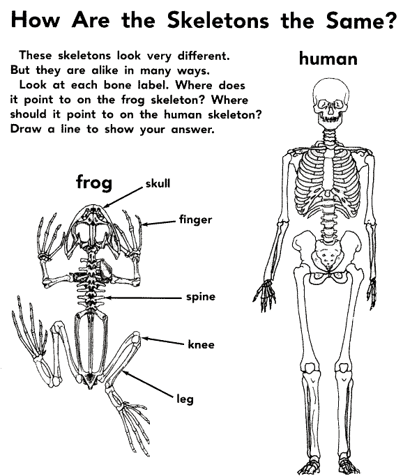Webb's Blog: Image references for Frogman