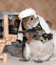 [squirrel+terrorist.jpg]