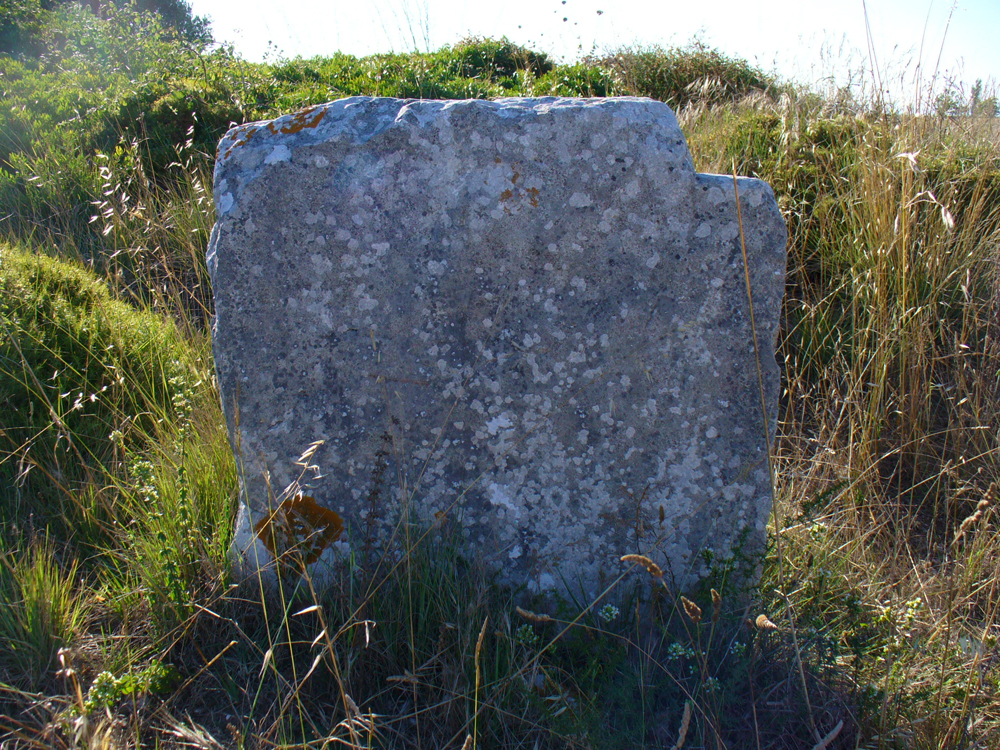 [Pinheirinhos2a.jpg]