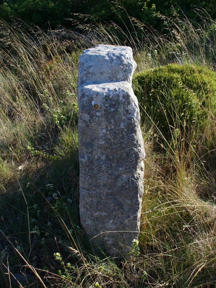 [Pinheirinhos2i.jpg]