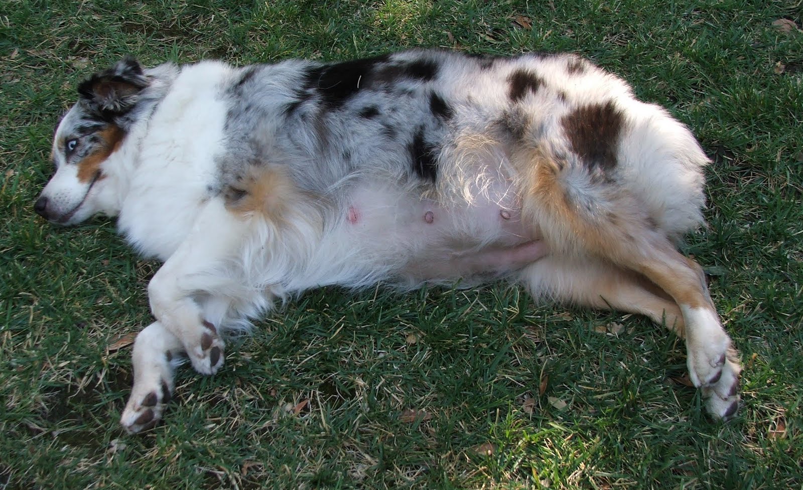 Ebbtide Australian Shepherds The Waiting Game...