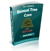 Bonsai Tree Care