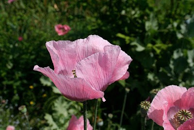 Poppy Varieties