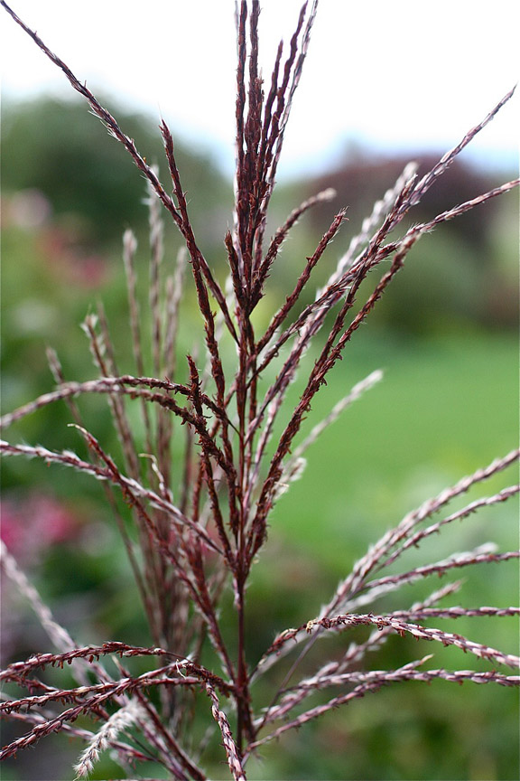 [miscanthus+purp.jpg]