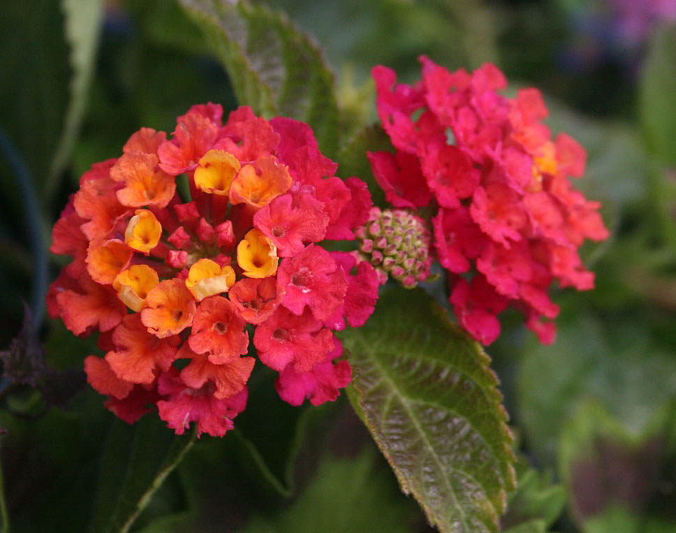 lantana orange