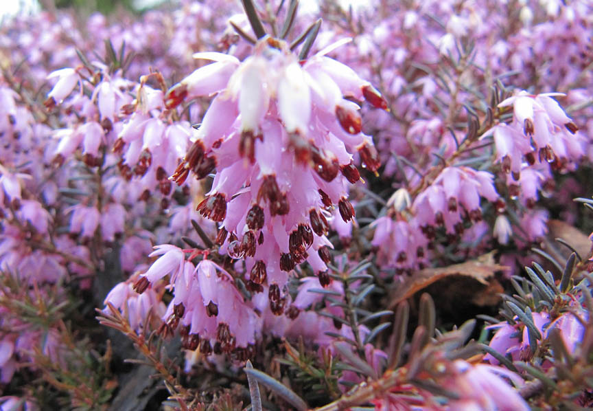 Baldwin Nurseries Perennials, shrubs, trees for Nova Scotia Gardeners