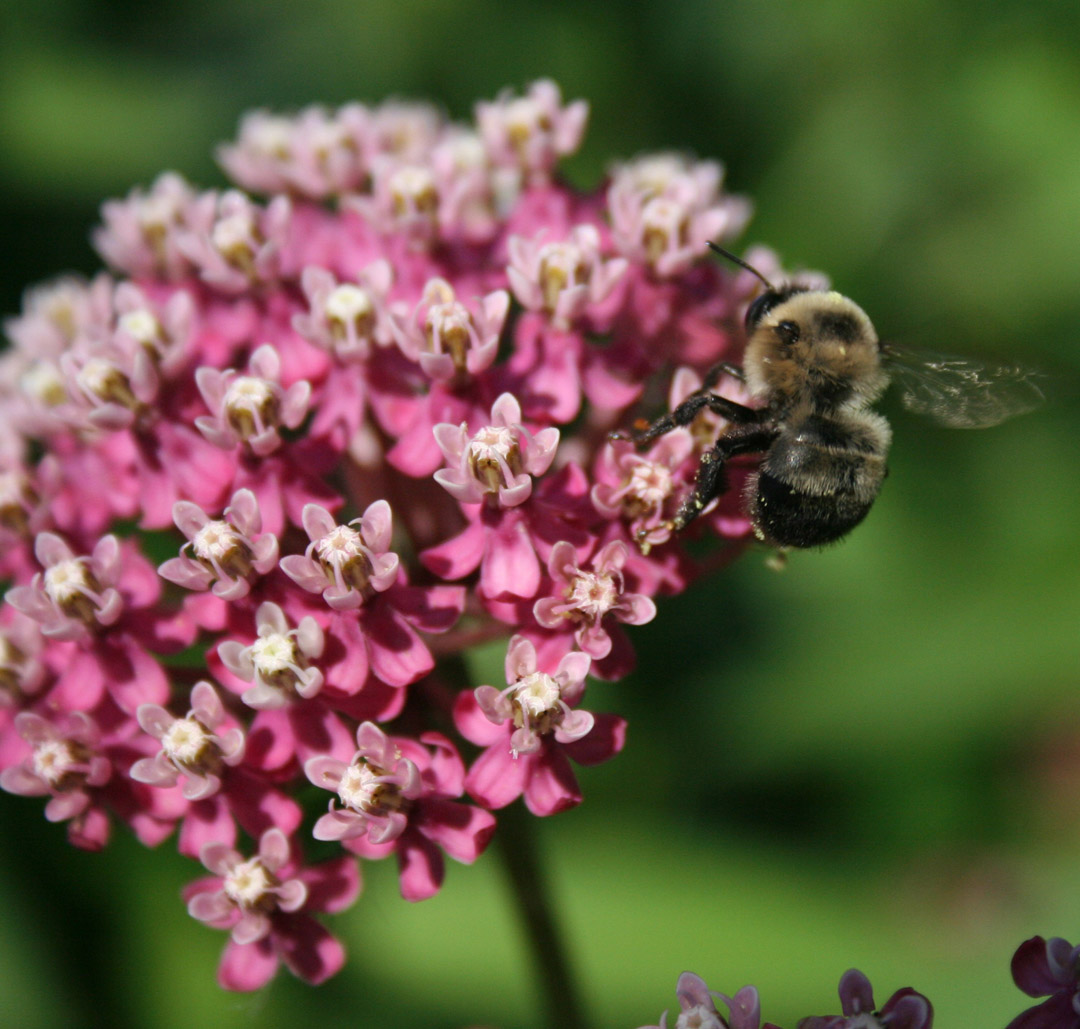 Baldwin Nurseries Perennials, shrubs, trees for Nova Scotia Gardeners